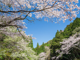 満開の桜と青空広がる里山の風景　3月