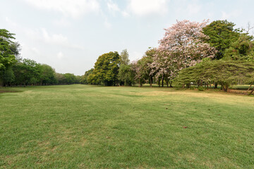 Beautiful landscape in the park and green grass field.