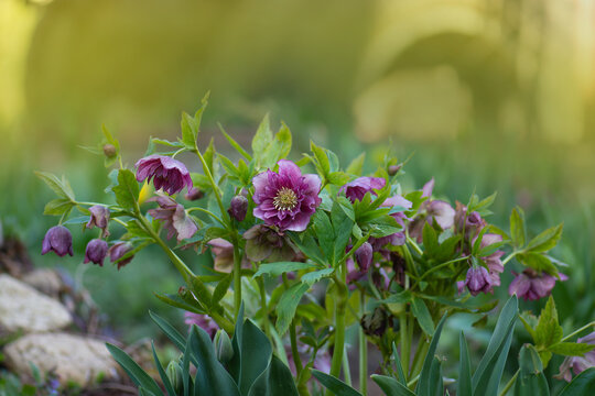 Deep purple flowers and buds hybrid hellebores Queens Double Dark Red blooms last from February until May.