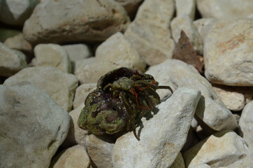 crustacean in a shell, beach in croatia