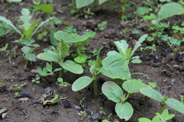 Seedling in a garden