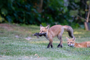 Red fox kit walking with lunch while one of its siblings looks on from the grass