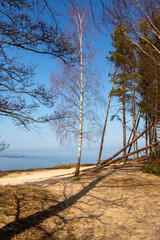 Fototapeta na wymiar Seaside scene at the Baltic sea with trees and blue sky and tree shadow on a sunny day in March in Carnikava in Latvia