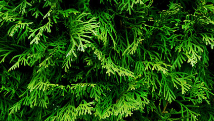 Fototapeta na wymiar Green plants on dark background. Natural texture