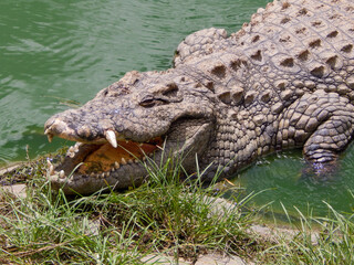 Énorme crocodile de Madagascar