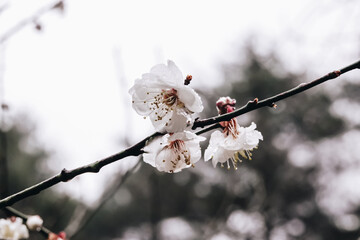 Close up view of pink plum flower blossom with raindrops in wintertime in Wuling Farm, Taiwan