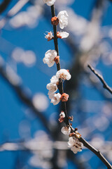 Close up view of white plum flower blossom with blue sky in wintertime in Wuling Farm, Taiwan