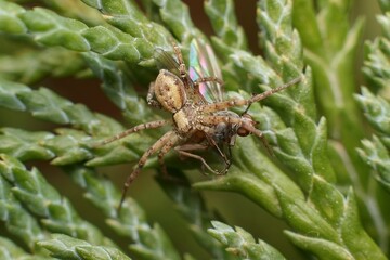 little Nursery web spider Pisaura mirabilis  with prey