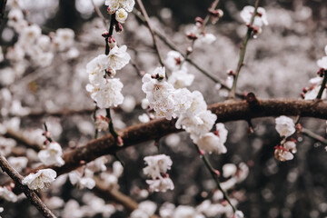 Close up view of pink plum flower blossom with raindrops in wintertime in Wuling Farm, Taiwan