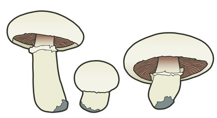 Hand drawing champignons. Edible mushrooms isolated on white background. 