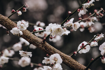 Close up view of pink plum flower blossom with raindrops in wintertime in Wuling Farm, Taiwan