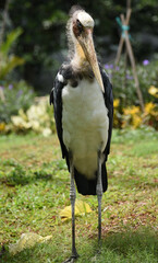 The lesser adjutant, Leptoptilos javanicus is a large wading bird in the stork family Ciconiidae