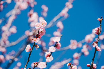 Close up view of pink plum flower blossom with blue sky in winter time in Wuling Farm, Taiwan