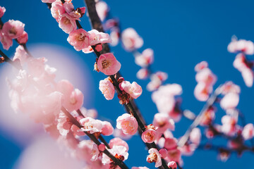 Close up view of pink plum flower blossom with blue sky in winter time in Wuling Farm, Taiwan