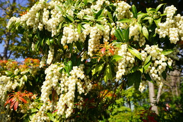 White little flowers, Japanese andromeda (Pieris japonica), blurred background - アセビ...