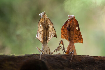 deroplatys truncata and deroplatys lobata in nature