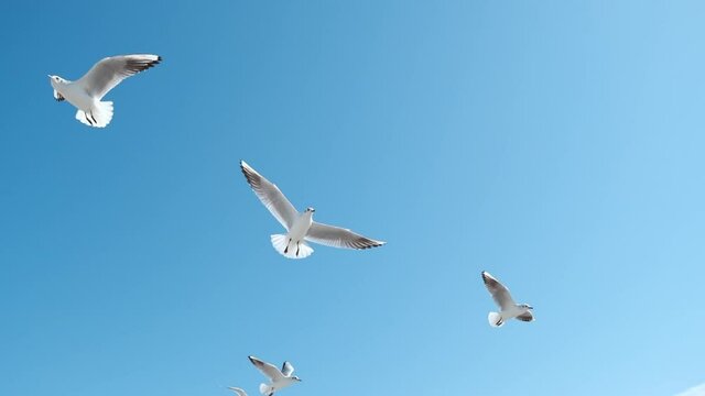 Flock of gulls flying in front of camera against blue sky in slow motion