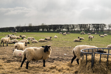 Many sheep eating form a metal feeder on green open land. Wolly livestock on a farm eating hay together.