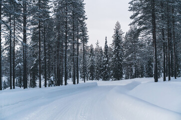 Winter road in snowy forest