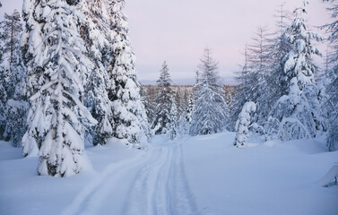 Fototapeta premium Winter forest located in countryside in daytime