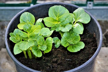 Sharpes Express early potatoes growing in a black bucket.