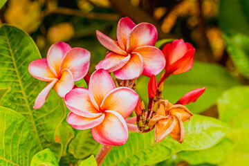 Pink Plumeria on Plumeria leaves background