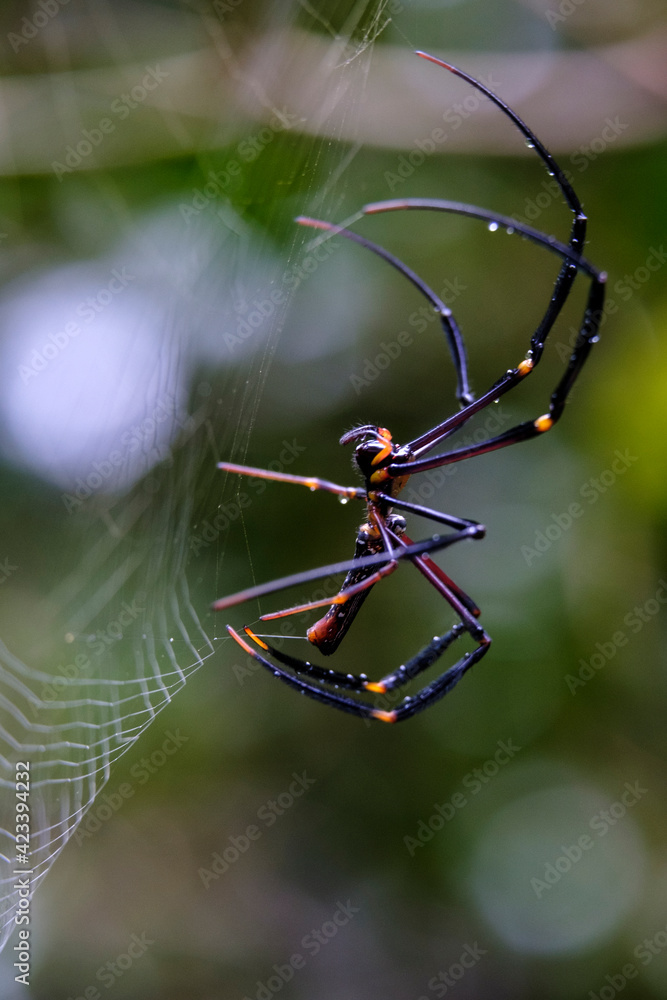 Wall mural spider on web