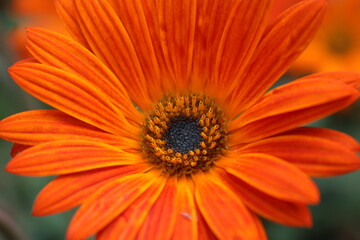 Bright Orange Flower sprintime