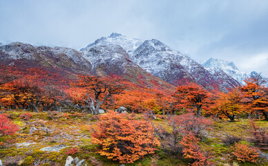 Peak of Fitz Roy mountain in clouds and beech trees Autumn forest in  Patagonia. Argentina. Los...
