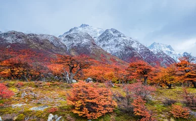 Foto op Plexiglas Cerro Chaltén Peak of Fitz Roy mountain in clouds and beech trees Autumn forest in  Patagonia. Argentina. Los Glaciares National Park. Andes. South America