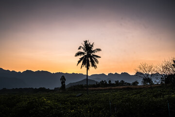 Fototapeta na wymiar sunset or sunrise with tropical palm trees. Summer travel holidays vacation,