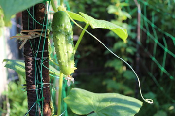 Cucumber in the vegetable garden