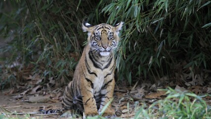tiger in the jungle