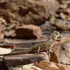 lizard on the rock