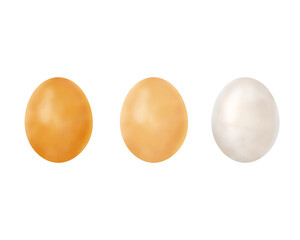 リアルな卵のイラストレーション
