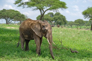 Juvenile elephant in Tarangire National Park, Tanzania