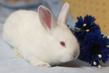 Studio shot of adorable baby bunny in the spring season