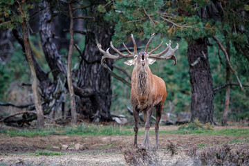 Red deer (Cervus elaphus) stag bellowing in the rutting season on a heath field in the forest of National Park Hoge Veluwe in the Netherlands