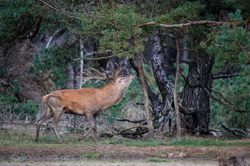 Red deer (Cervus elaphus) stag showing dominant behaviour in the rutting season on a heath field in the forest of National Park Hoge Veluwe in the Netherlands