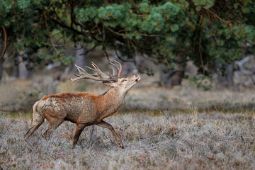 Red deer (Cervus elaphus) stag showing dominant behaviour in the rutting season on a heath field in the forest of National Park Hoge Veluwe in the Netherlands