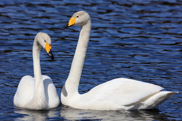 A pair of swans that overwinter in Japan