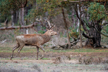 Naklejka na ściany i meble Red deer (Cervus elaphus) stag showing dominant behaviour in the rutting season on a heath field in the forest of National Park Hoge Veluwe in the Netherlands
