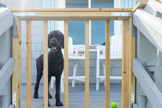Dog standing behing a gate on a patio deck in summer