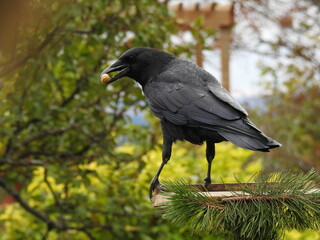 A large crow at the feeder
