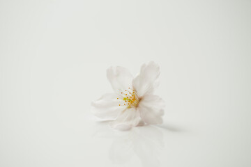 Obraz na płótnie Canvas 桜の花びら