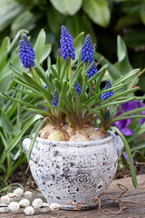 blaue Traubenhyazinthen im vintage Topf im Frühlingsgarten