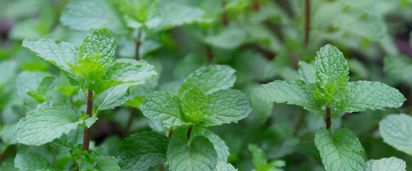 Mint plant, peppermint, leaves of mint growing at vegetable garden © Ladda