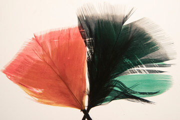 Pluma roja y verde