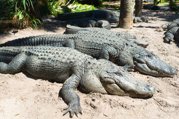 Alligators on sandy beach laying in sun