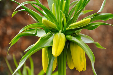 Obraz premium Fritillaria (fritillaries) beautiful flower from Asia in yellow color growth in the garden in spring and summer season.